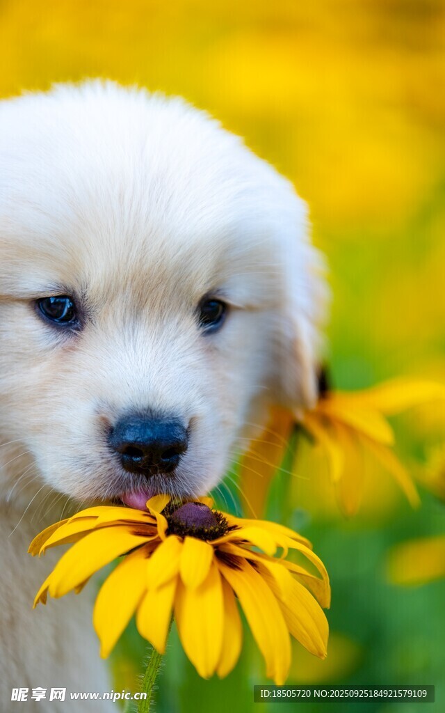 萌犬衔花于灿烂花丛中