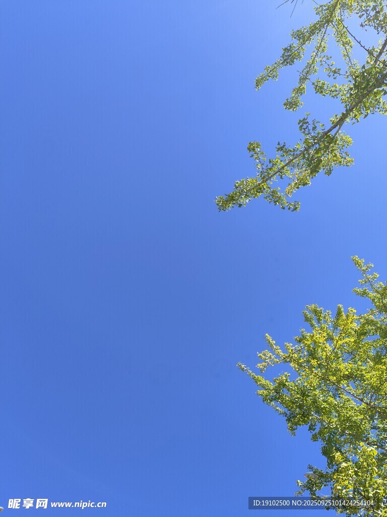 仰望蓝天与翠绿枝叶