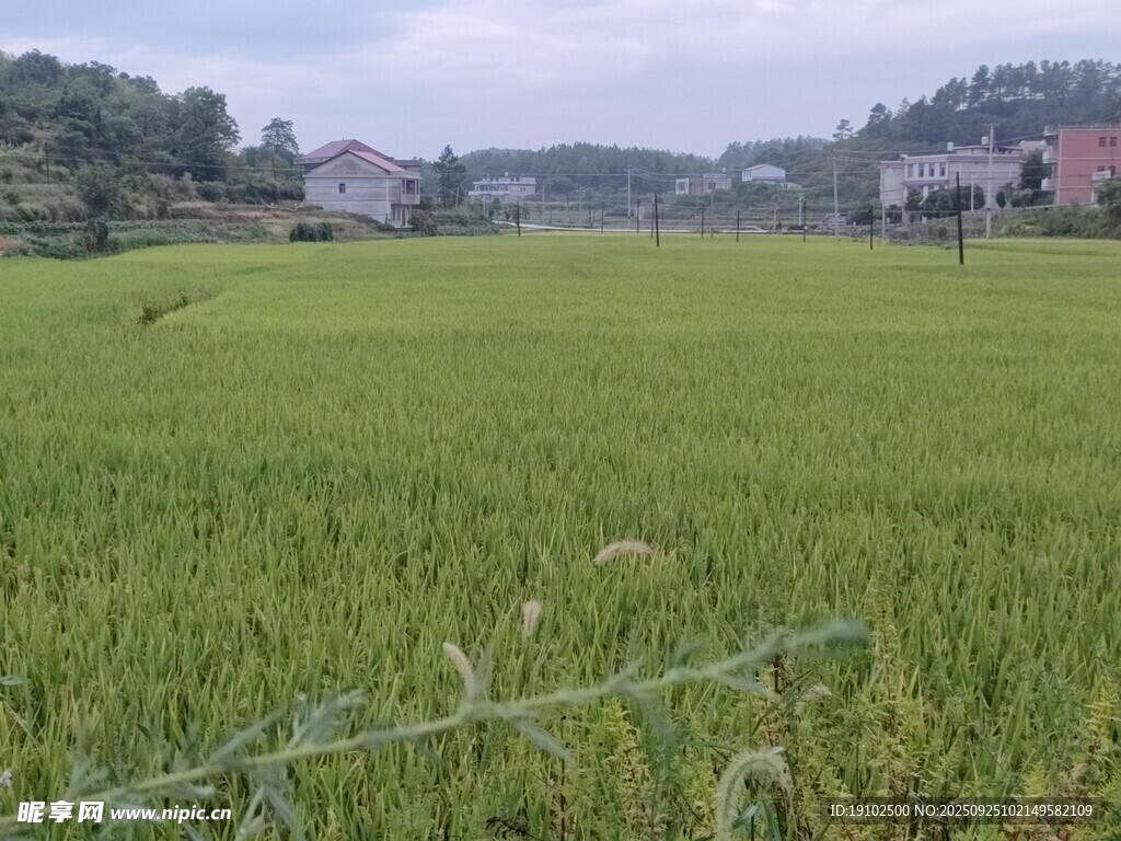 乡村绿野风光