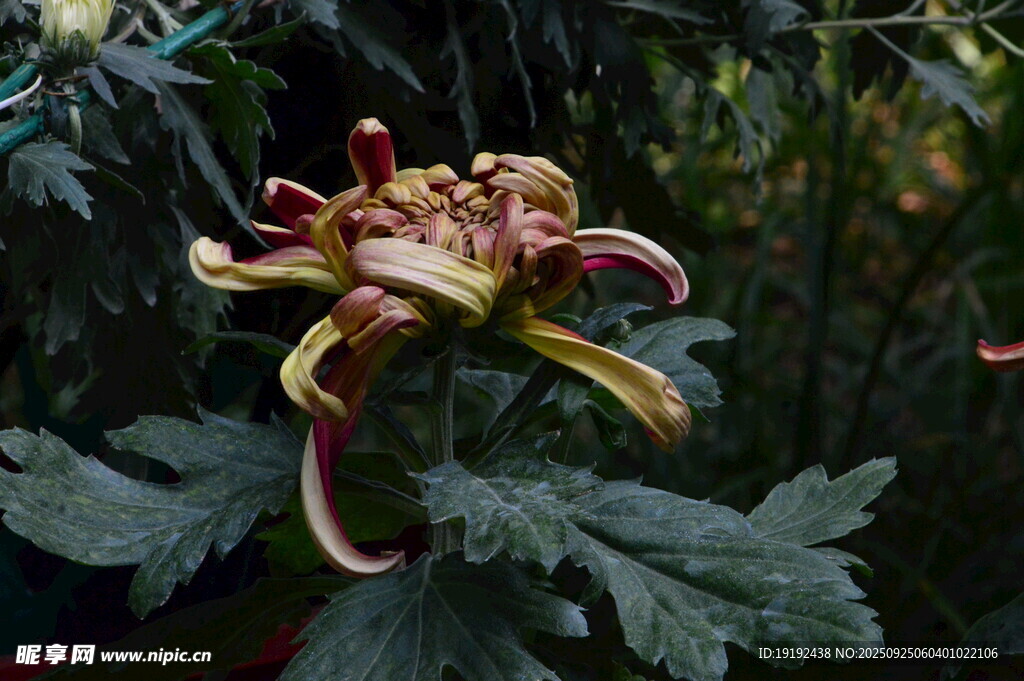 菊花  