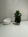 室内简约绿植与白色摆件