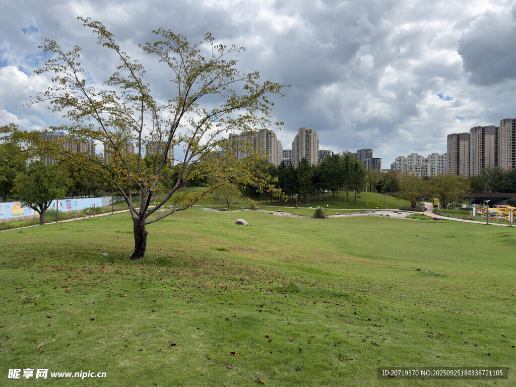 城市公园中的开阔草地风景