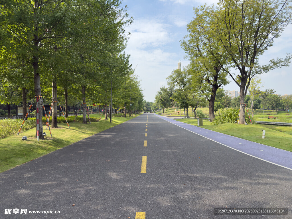 宽阔林荫公路风景