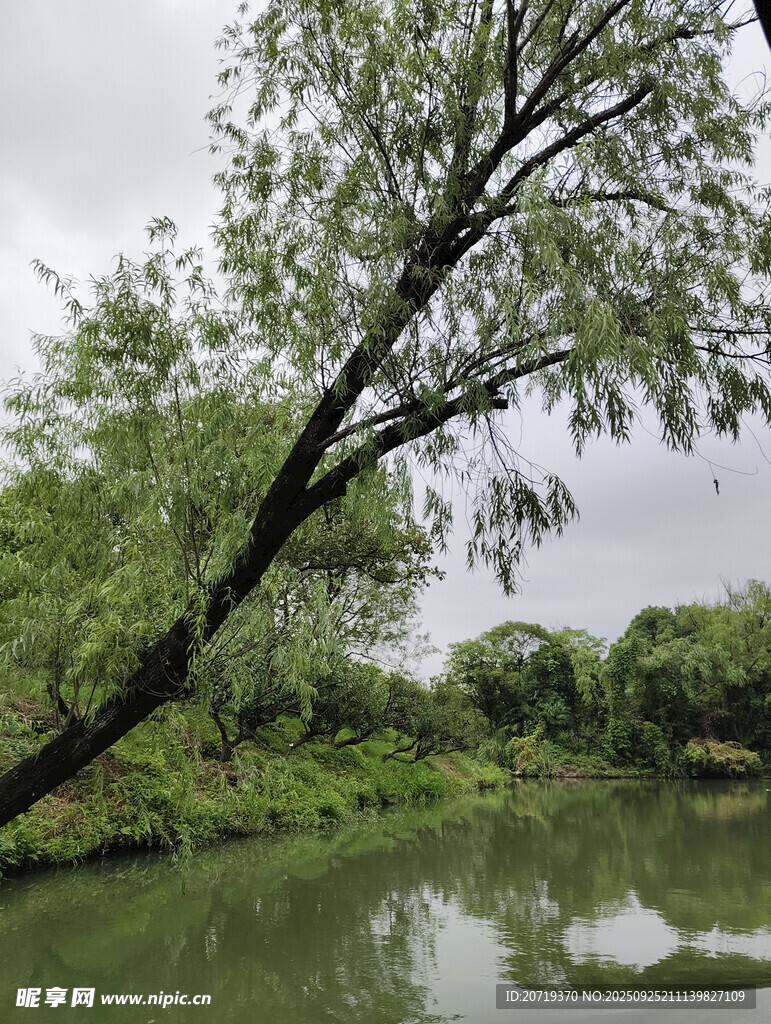河畔垂柳映绿水