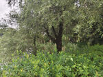野外繁茂树木与绿植景观