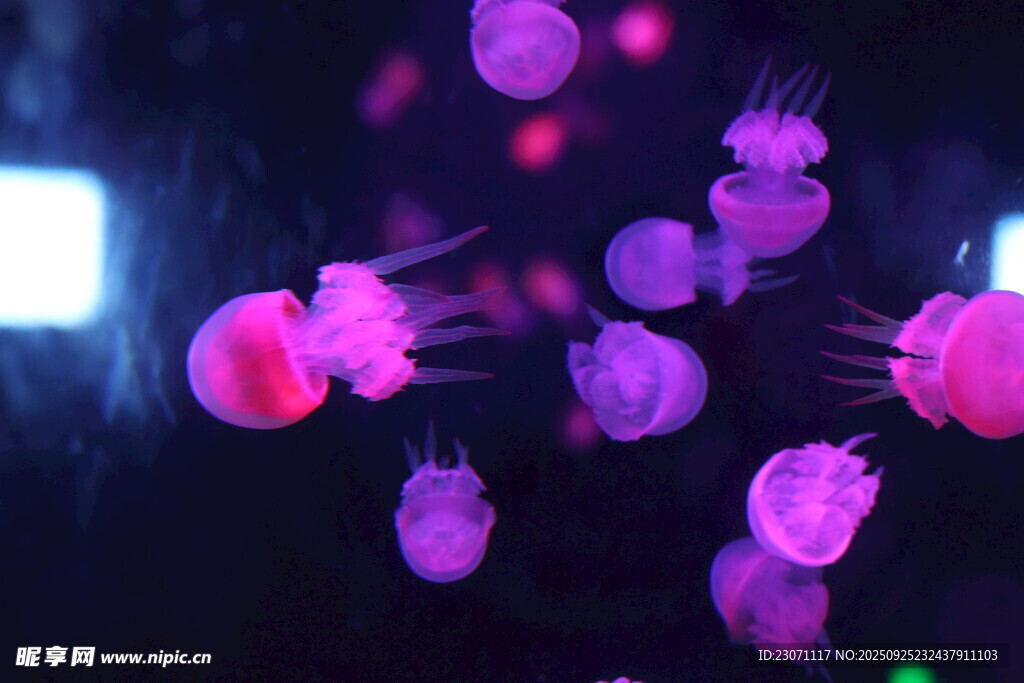 水母
