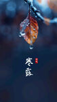 24节气 寒露 微信 节气海报