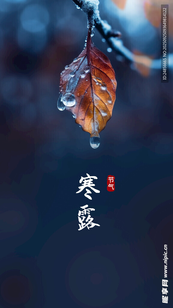 24节气 寒露 微信 节气海报