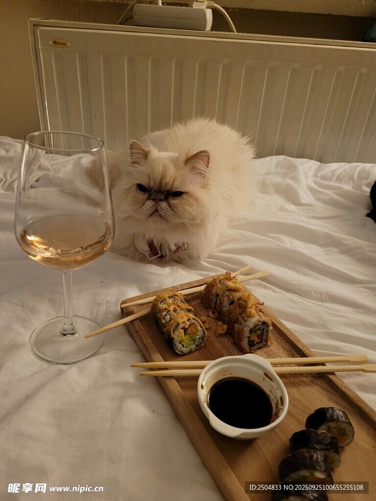 猫咪旁的精致寿司美食