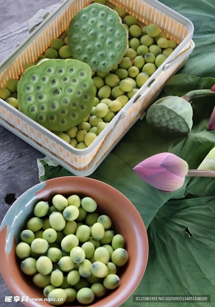 青莲子