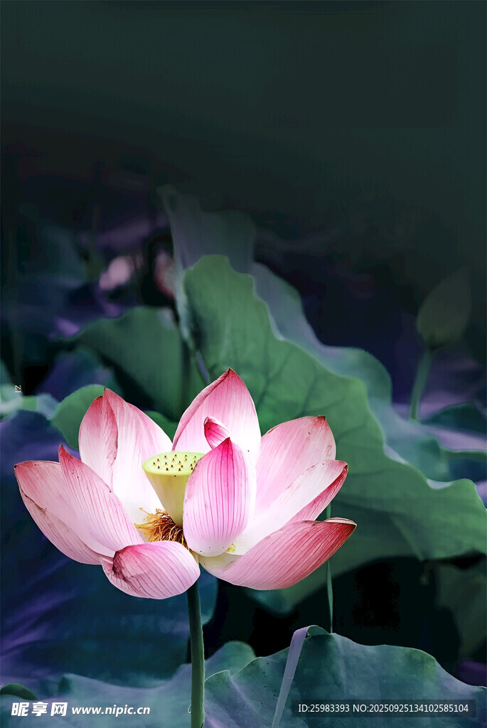 荷花