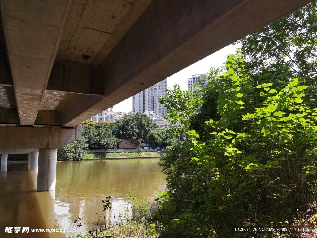 桥下河畔绿意盎然的景致