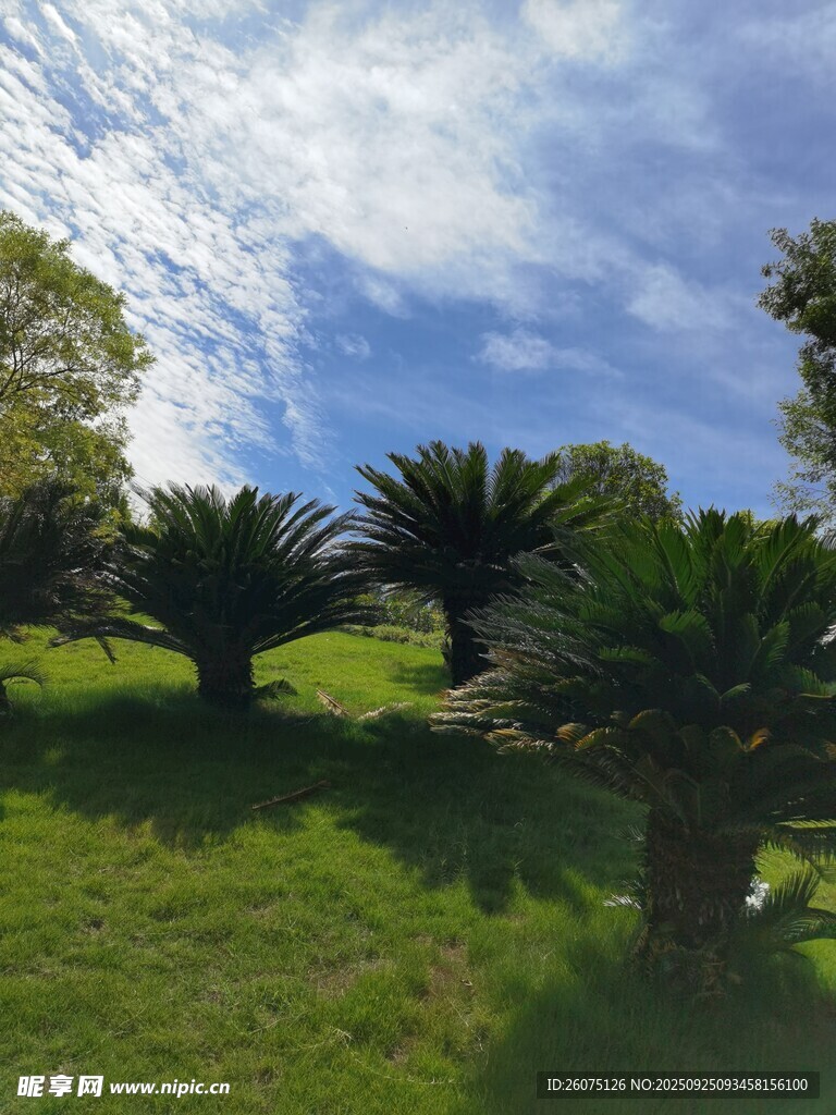 阳光下的草地与棕榈树