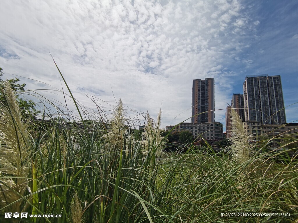 城市草地与高楼景观