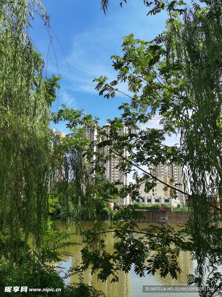 河畔绿树成荫的美丽景致