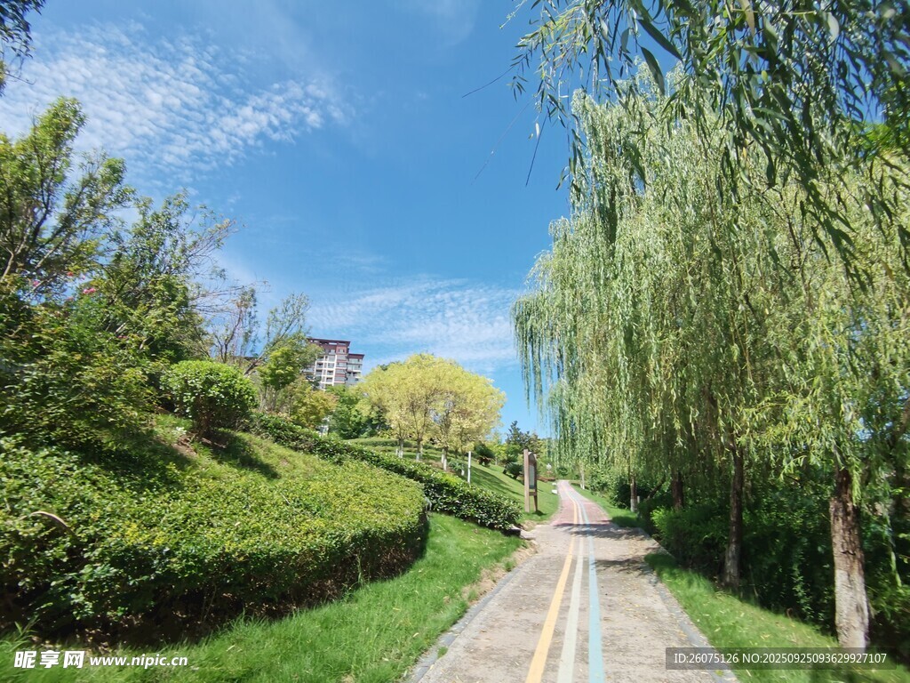 春日林荫小道美景