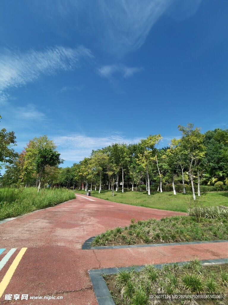 公园中的美丽林荫步道