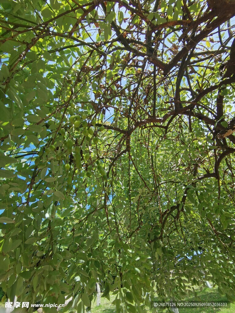 绿荫下的繁茂树枝