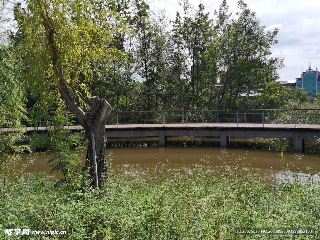 河畔树木与石桥风景