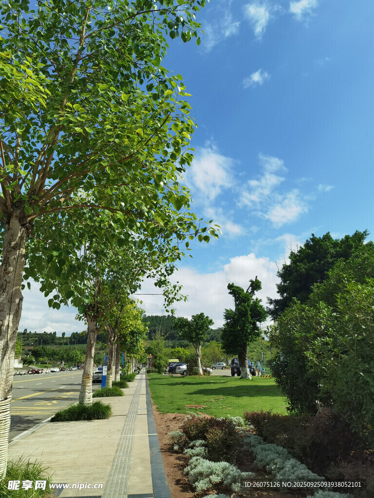 城市绿荫下的清新步道