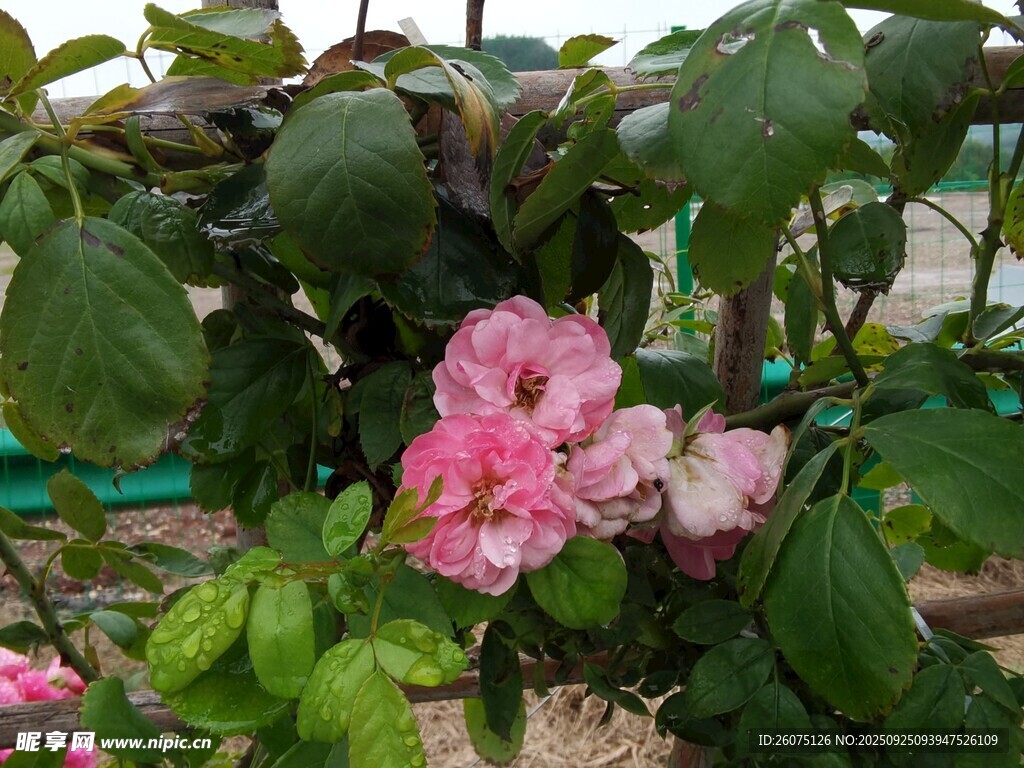 娇艳粉色花卉绽放绿叶间