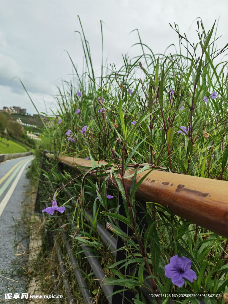 路边绿植与紫色小花景致