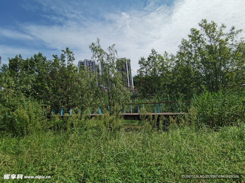 城市边的绿意草地与树木