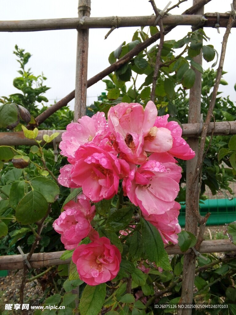 栅栏旁娇艳的粉色蔷薇花