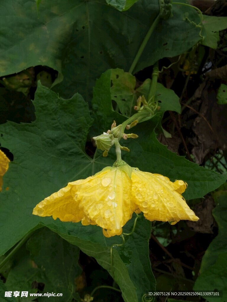 黄色南瓜花绽放