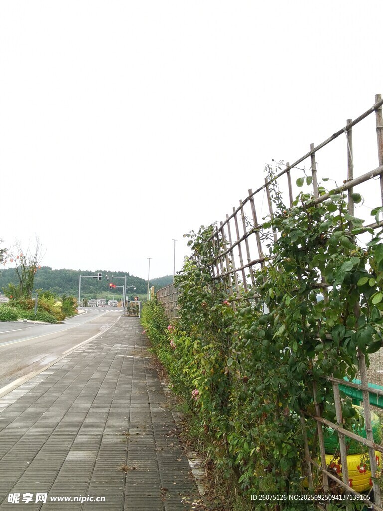 路边绿植攀爬围栏景象