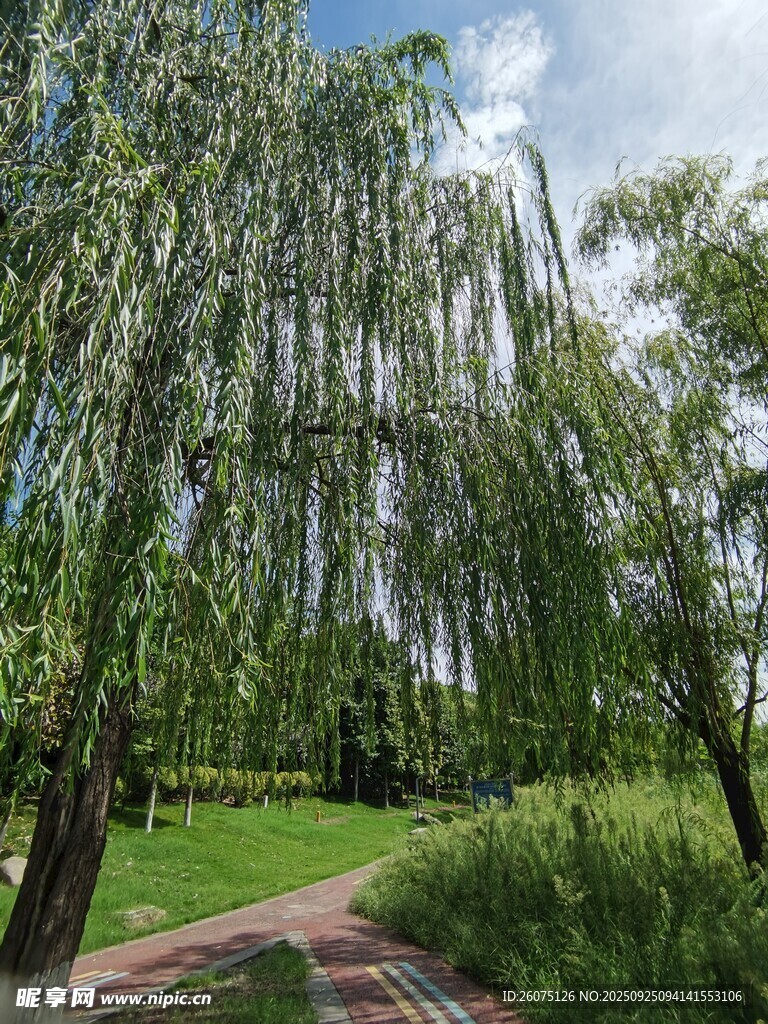 夏日垂柳下的清幽小径