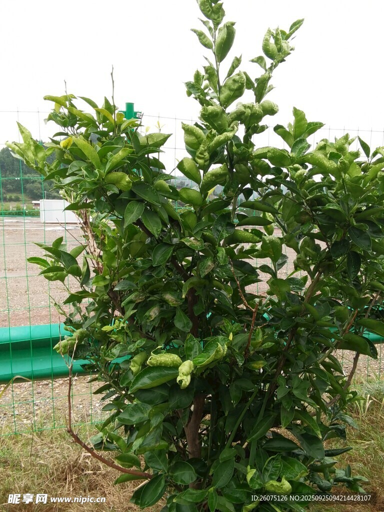 绿叶繁茂的户外绿植