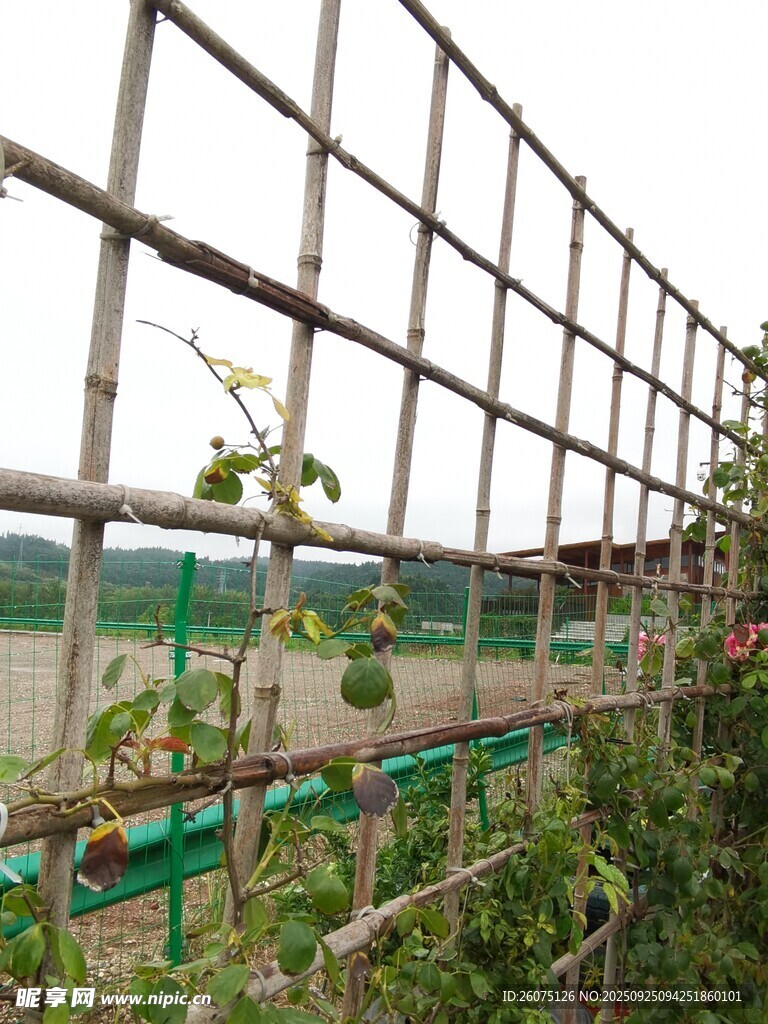 温室中的植物攀爬围栏