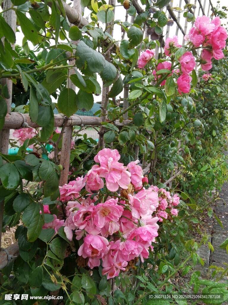 盛开的粉色蔷薇花