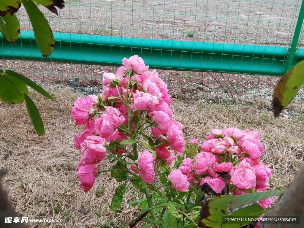 娇艳粉色蔷薇花绽放
