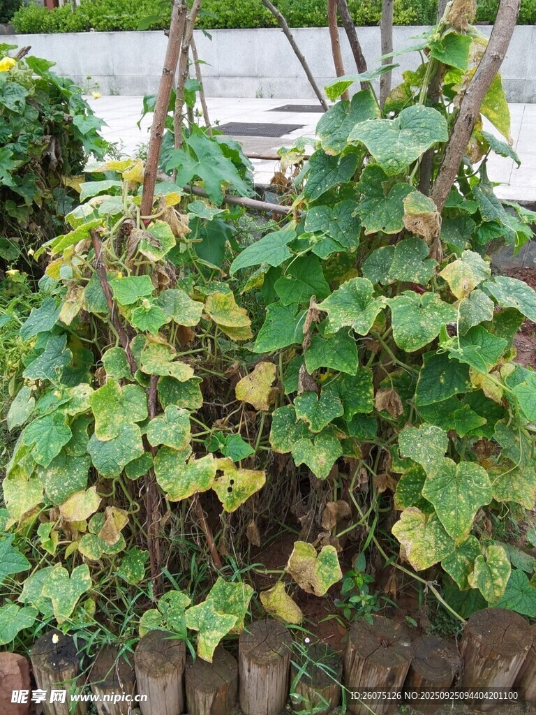 木栅栏边的翠绿植物