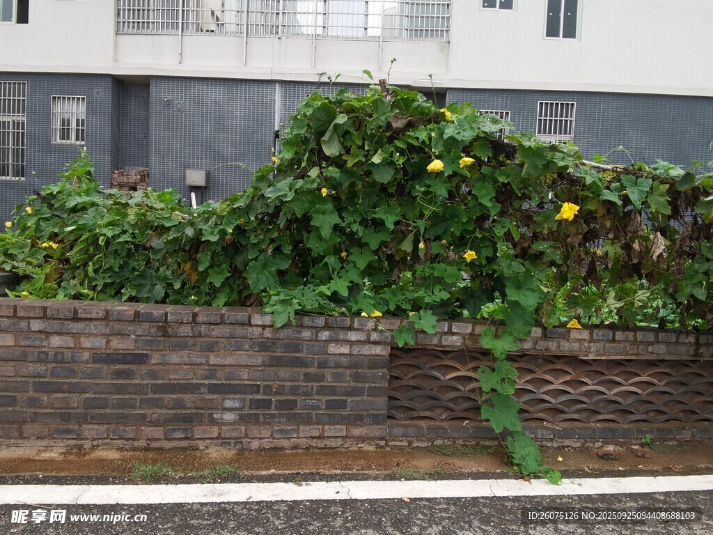 墙边繁茂绿植生机盎然