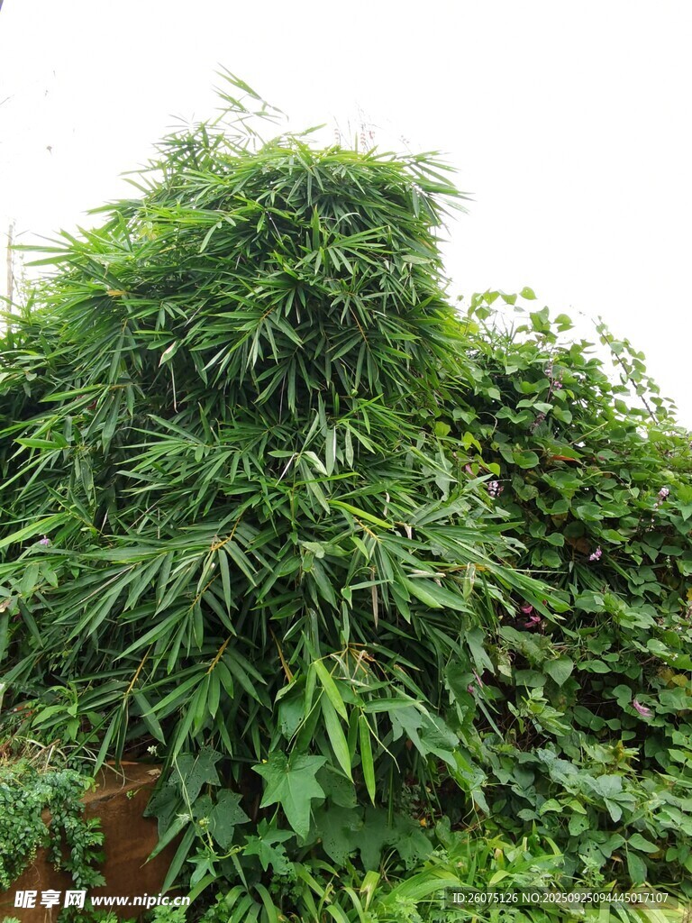 茂盛绿植覆盖的景象