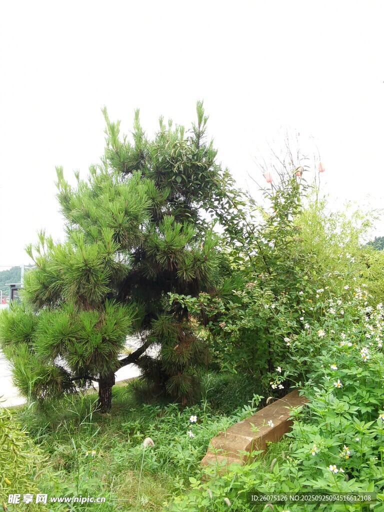 造型独特的景观松树
