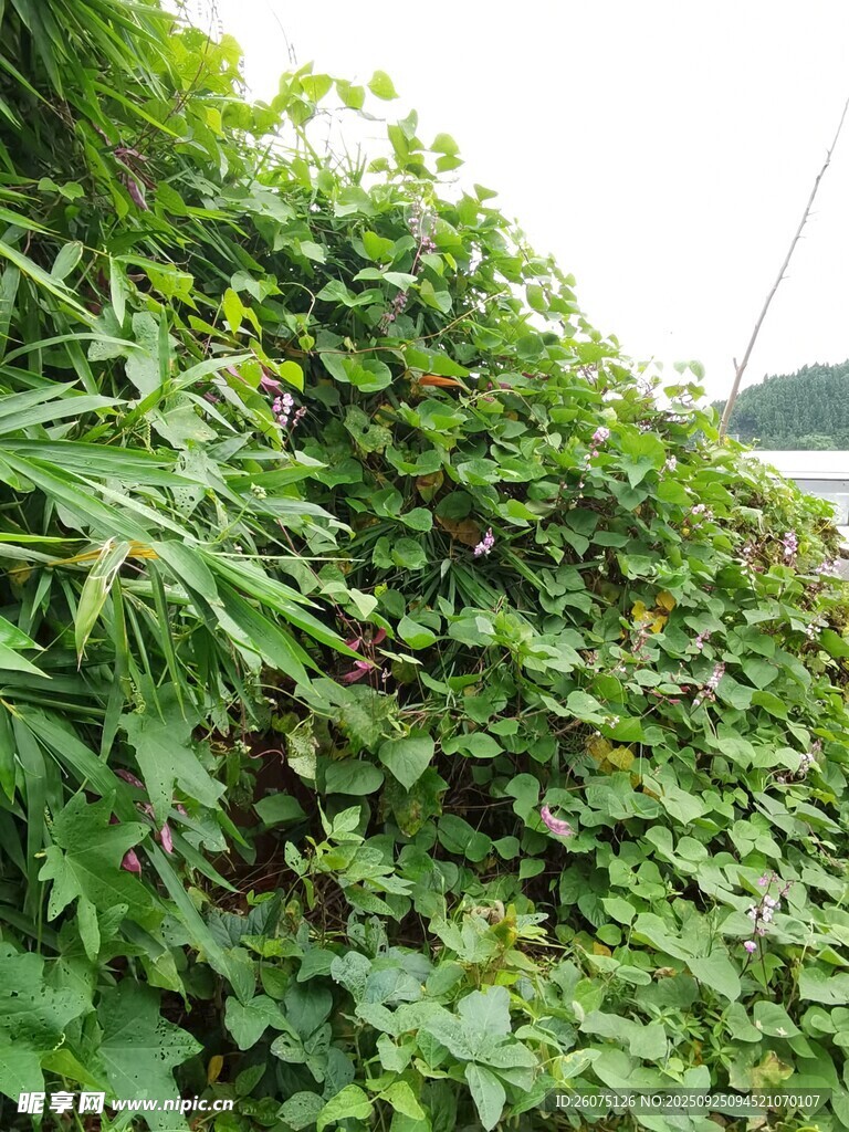 翠绿藤蔓植物生机盎然