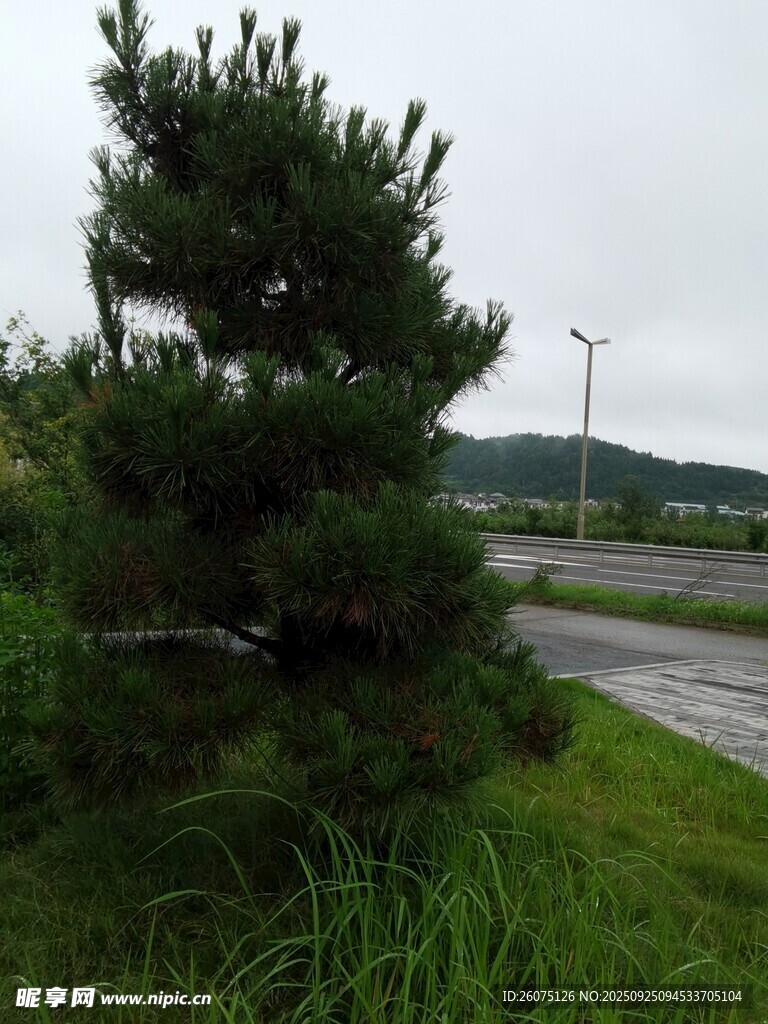路边挺立的绿意松树