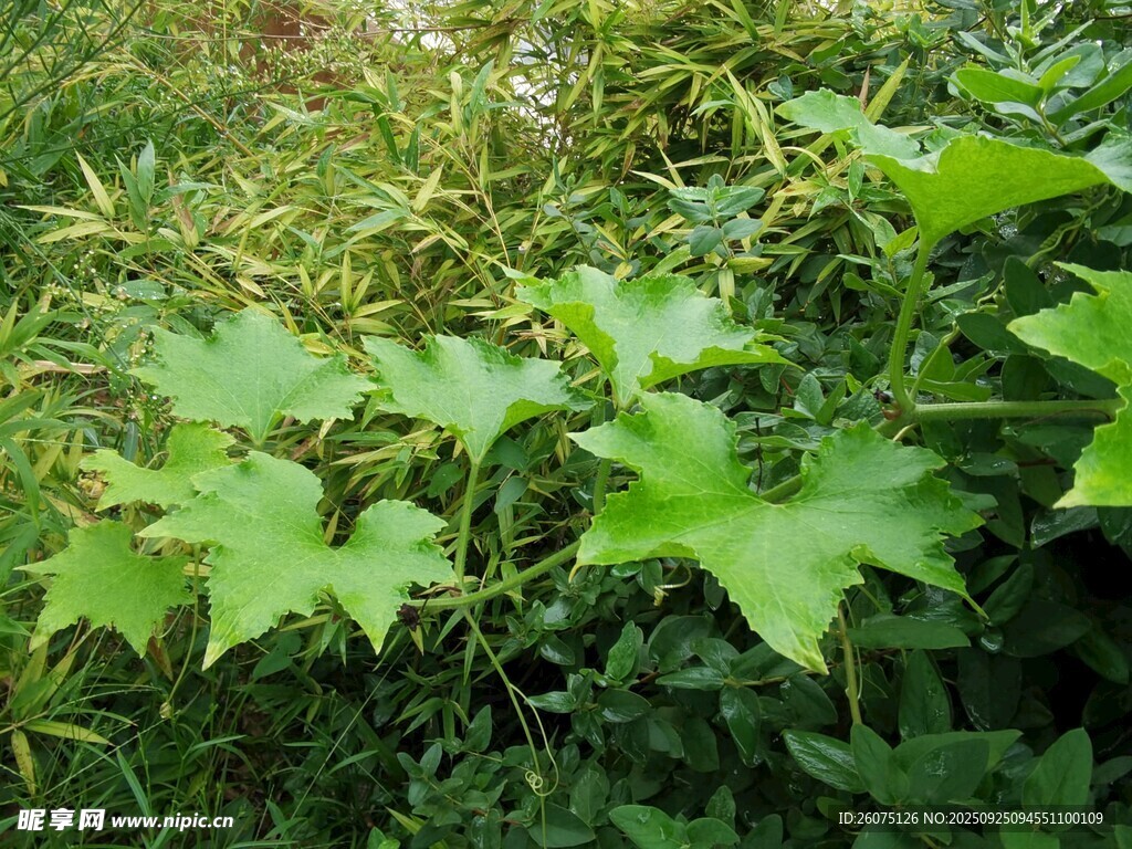 野外生长的绿色植物
