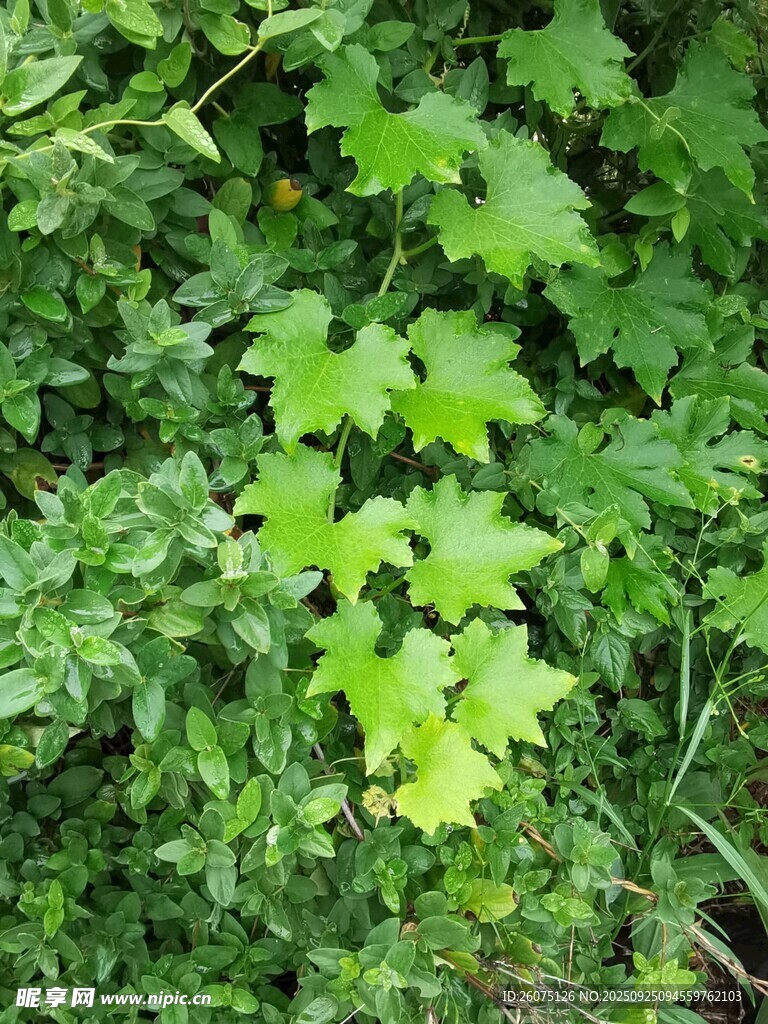 绿叶繁茂的植物景观