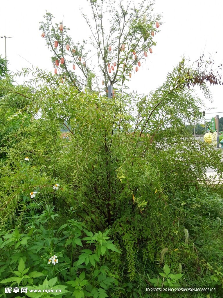 野外丛生的绿色植物