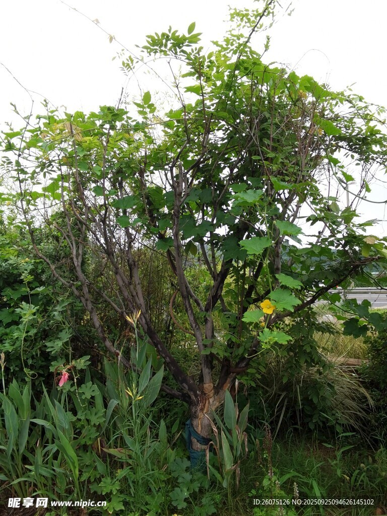 野外繁茂绿植景观