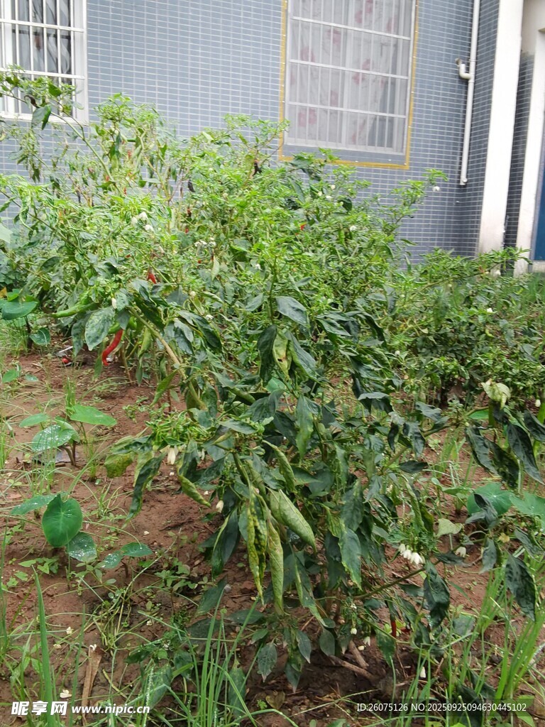 庭院中的绿植景观