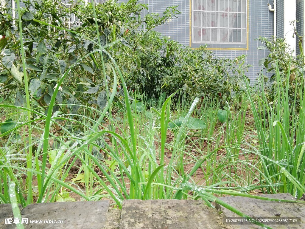庭院中茂盛的绿色植物