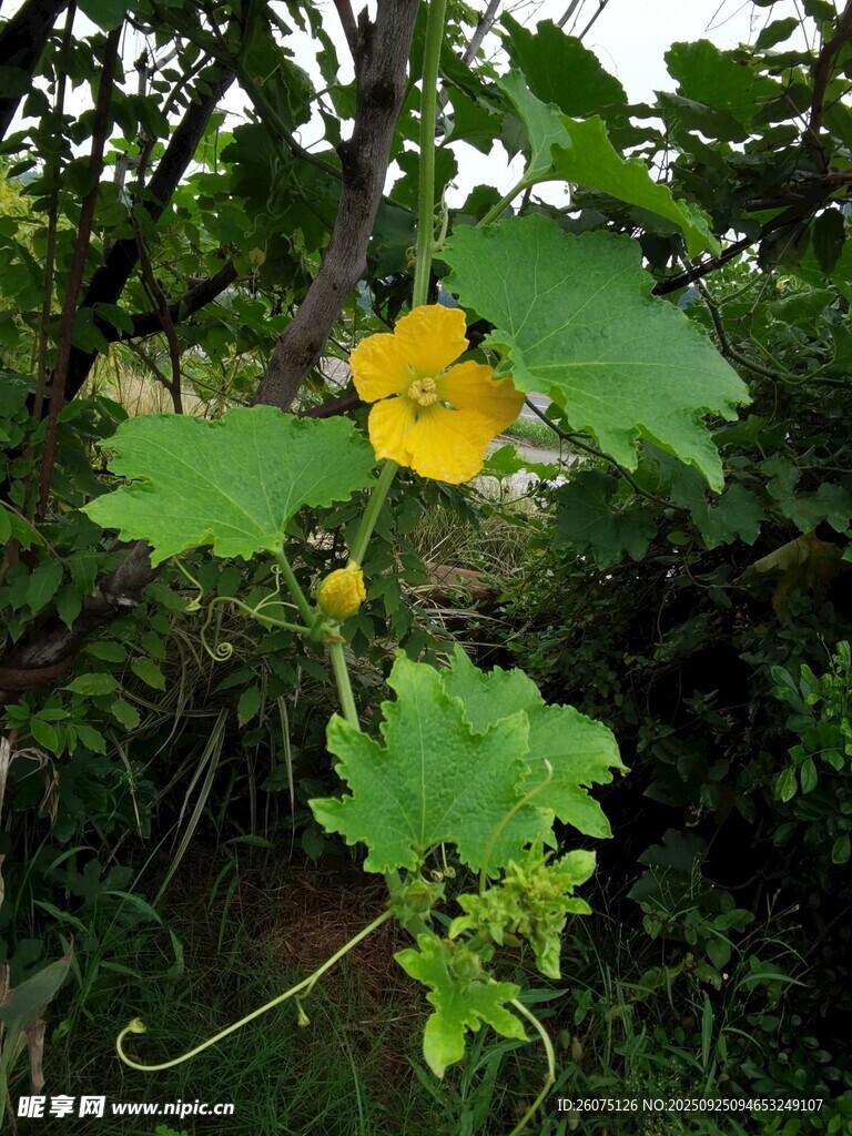 藤蔓上的黄色小花