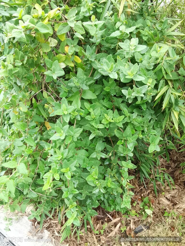 茂盛绿植景观