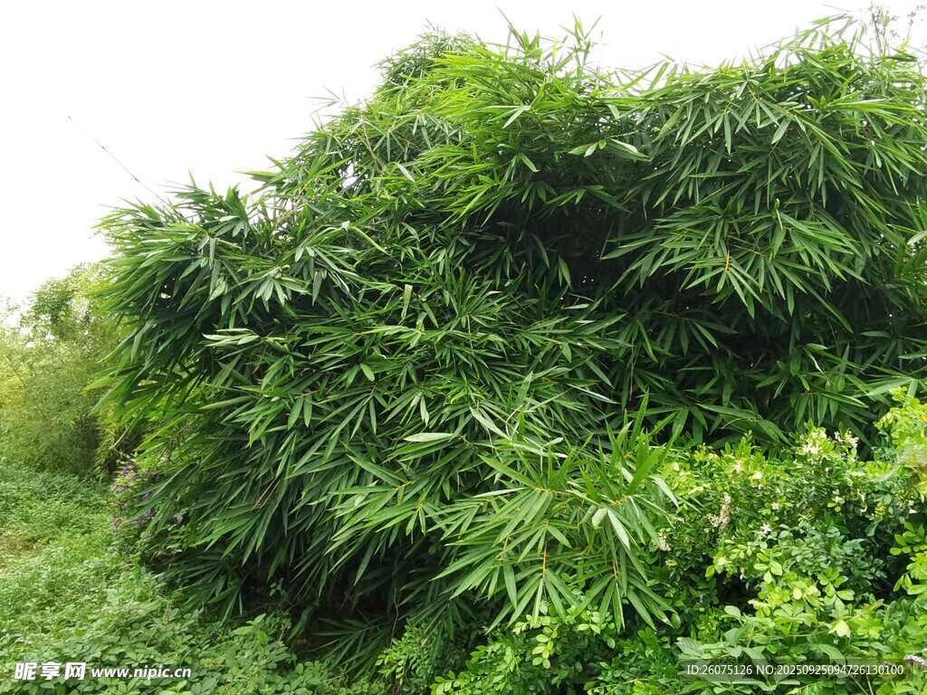茂密绿植绿意盎然的景致